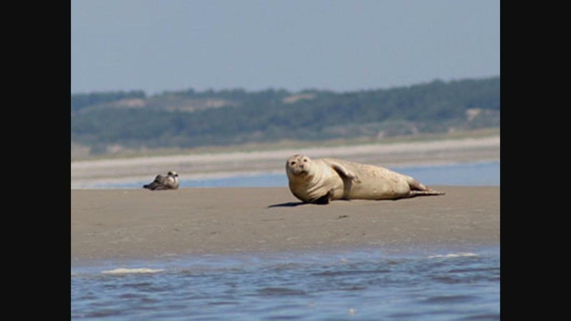 gite l'etoile de mer Eu (Seine-Maritime) Extérieur photo